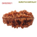 32.32 MM Ek Mukhi Rudraksha