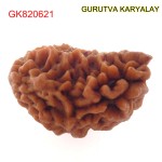 32.32 MM Ek Mukhi Rudraksha