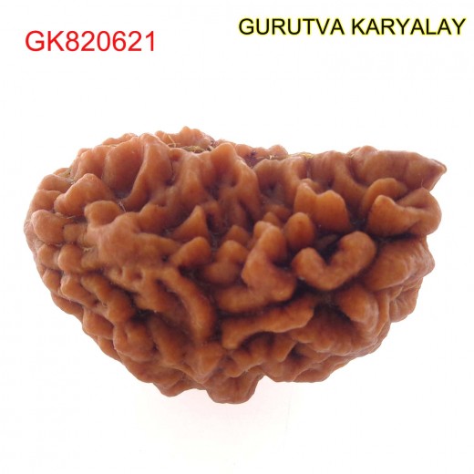 32.32 MM Ek Mukhi Rudraksha