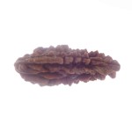 34.58 MM Ek Mukhi Rudraksha