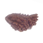 34.58 MM Ek Mukhi Rudraksha