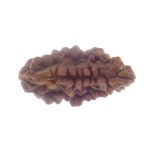 27.01 MM Ek Mukhi Rudraksha