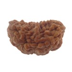 33.49 MM Ek Mukhi Rudraksha