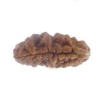33.49 MM Ek Mukhi Rudraksha