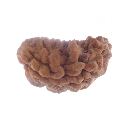 33.49 MM Ek Mukhi Rudraksha