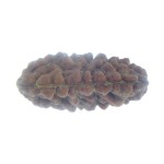 30.90 MM Ek Mukhi Rudraksha