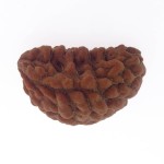 30.90 MM Ek Mukhi Rudraksha