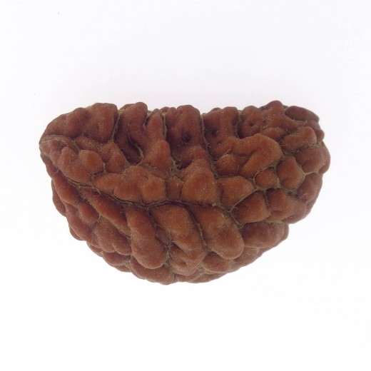 30.90 MM Ek Mukhi Rudraksha
