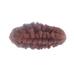 34.08 MM Ek Mukhi Rudraksha