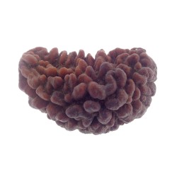 34.08 MM Ek Mukhi Rudraksha