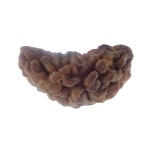 34.03 MM Ek Mukhi Rudraksha