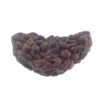34.03 MM Ek Mukhi Rudraksha