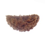 33.55 MM Ek Mukhi Rudraksha