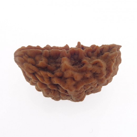 33.55 MM Ek Mukhi Rudraksha