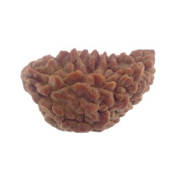 32.86 MM Ek Mukhi Rudraksha