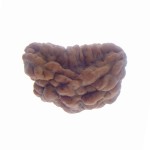 31.51 MM Ek Mukhi Rudraksha