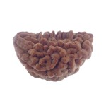32.03 MM Ek Mukhi Rudraksha