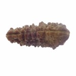 35.60 MM Ek Mukhi Rudraksha