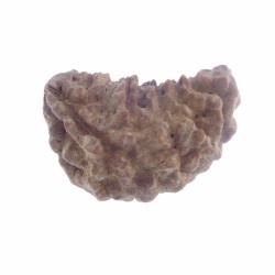 35.60 MM Ek Mukhi Rudraksha