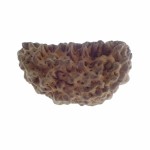 35.23 MM Ek Mukhi Rudraksha