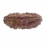 35.23 MM Ek Mukhi Rudraksha