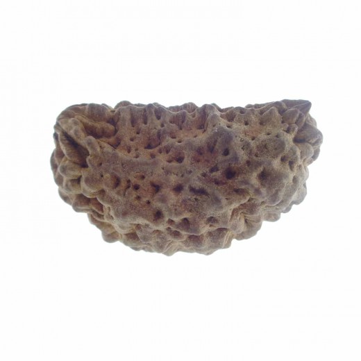 35.23 MM Ek Mukhi Rudraksha