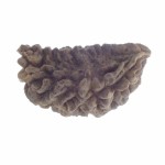 35.52 MM Ek Mukhi Rudraksha