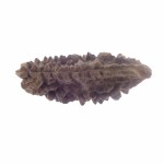 35.52 MM Ek Mukhi Rudraksha
