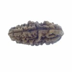 35.57 MM Ek Mukhi Rudraksha