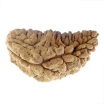 39.19 MM Ek Mukhi Rudraksha