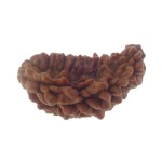 33.04 MM Ek Mukhi Rudraksha