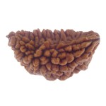29.85 MM Ek Mukhi Rudraksha