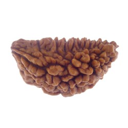 29.85 MM Ek Mukhi Rudraksha