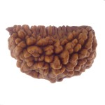 28.65 MM Ek Mukhi Rudraksha