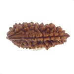 28.65 MM Ek Mukhi Rudraksha