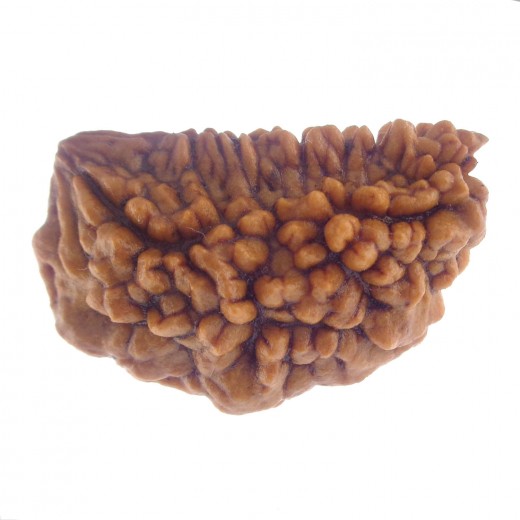 28.65 MM Ek Mukhi Rudraksha