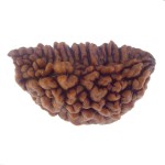29.32 MM Ek Mukhi Rudraksha