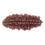 30.27 MM Ek Mukhi Rudraksha