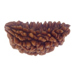 30.27 MM Ek Mukhi Rudraksha