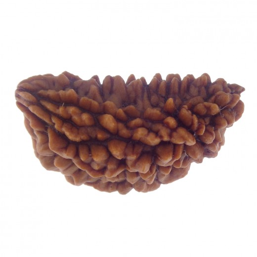 30.27 MM Ek Mukhi Rudraksha