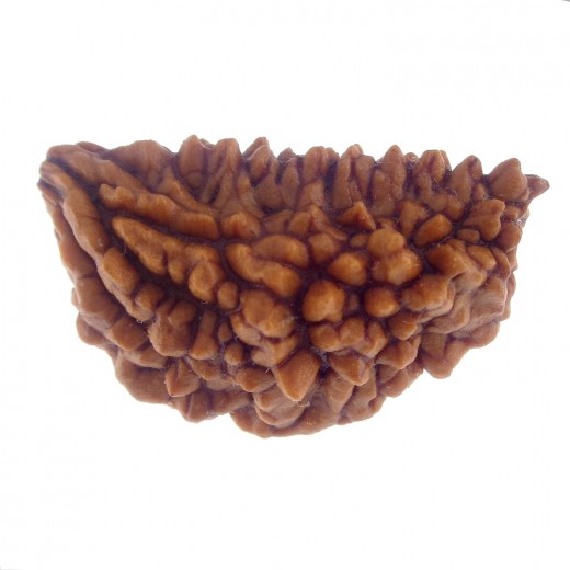 27.50 MM Ek Mukhi Rudraksha
