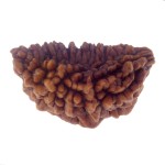 29.63 MM Ek Mukhi Rudraksha