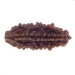 29.63 MM Ek Mukhi Rudraksha