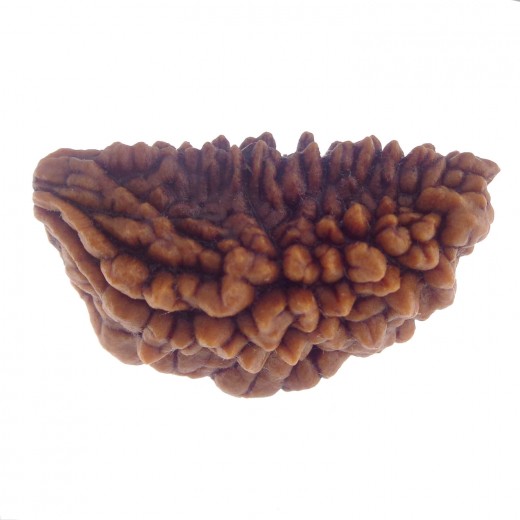 29.63 MM Ek Mukhi Rudraksha