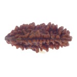 29.55 MM Ek Mukhi Rudraksha