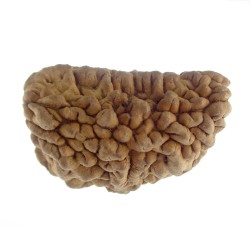 29.99 MM Ek Mukhi Rudraksha
