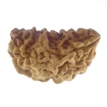 32.38 MM Ek Mukhi Rudraksha