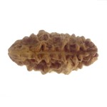 32.38 MM Ek Mukhi Rudraksha