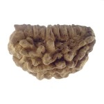 33.50 MM Ek Mukhi Rudraksha