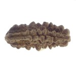 33.50 MM Ek Mukhi Rudraksha